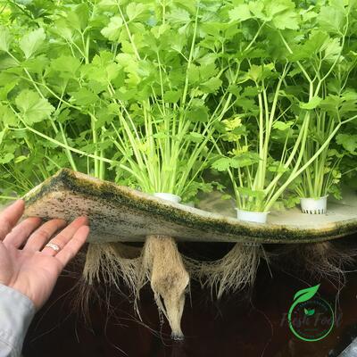 Cần tây Aquaponic