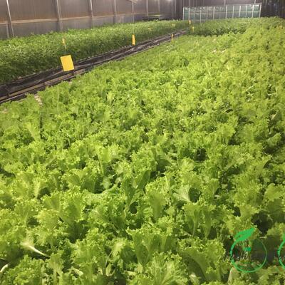Xà lách Aquaponic