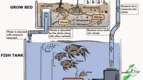 AQUAPONIC-NGUYÊN TẮC HOẠT ĐỘNG