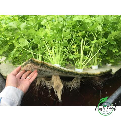 Cần tây Aquaponic