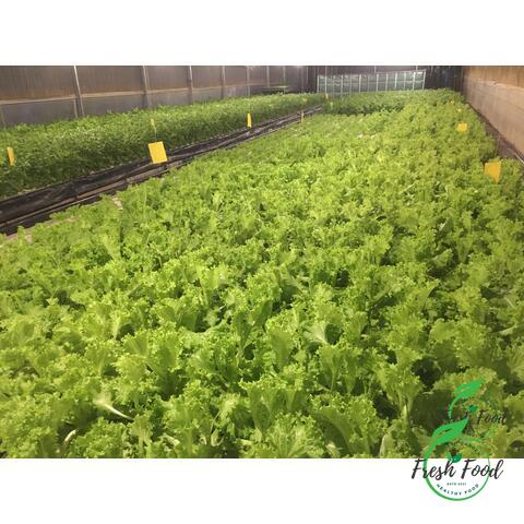 Xà lách Aquaponic